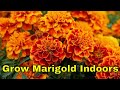 Grow Marigold Indoors | Grow Marigold From Seed Without Any Cost | Bubbles of Green