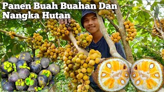 2 Hari Berpetualang  Masak Di Pondok Dan Panen Buah Buahan, Buah Kokosan, Manggis Dan Nangka Hutan