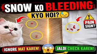Why is my female cat bleeding? || snow ko bleeding Kyo hoi 😭