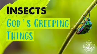 Insects: God's Creeping Things
