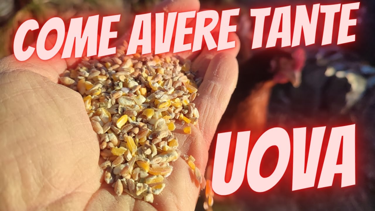 alimentazione galline per la produzione di uova