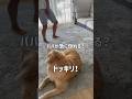飼い主が急に倒れたら愛犬はどんな行動を取るのか#ゴールデンレトリバーのいる暮らし #ドッキリ#大型犬と暮らす