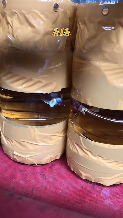 Function of Betta Fish Bottles Covered with Tape!!