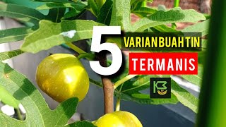 5 Variants of Figs That Taste Sweetest & Legit