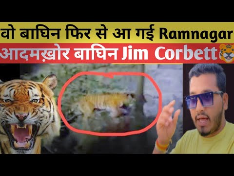 बाघ की दौड़ ‼️ हाथी की चिंघाड़ Tiger At Dhela zone Jim Corbett National Park