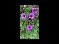 Spring Flowering Plants #shorts