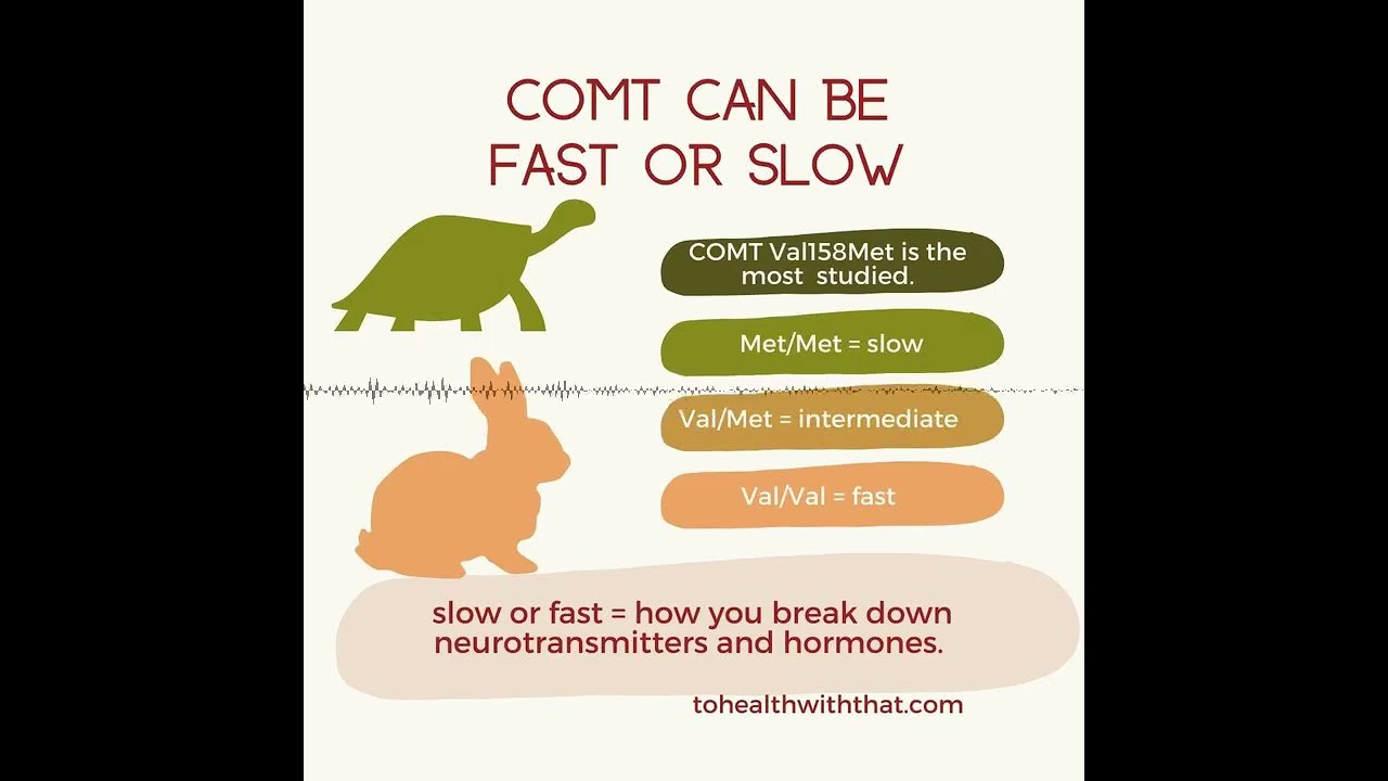S2E29: The connection between the COMT and MTHFR polymorphisms
