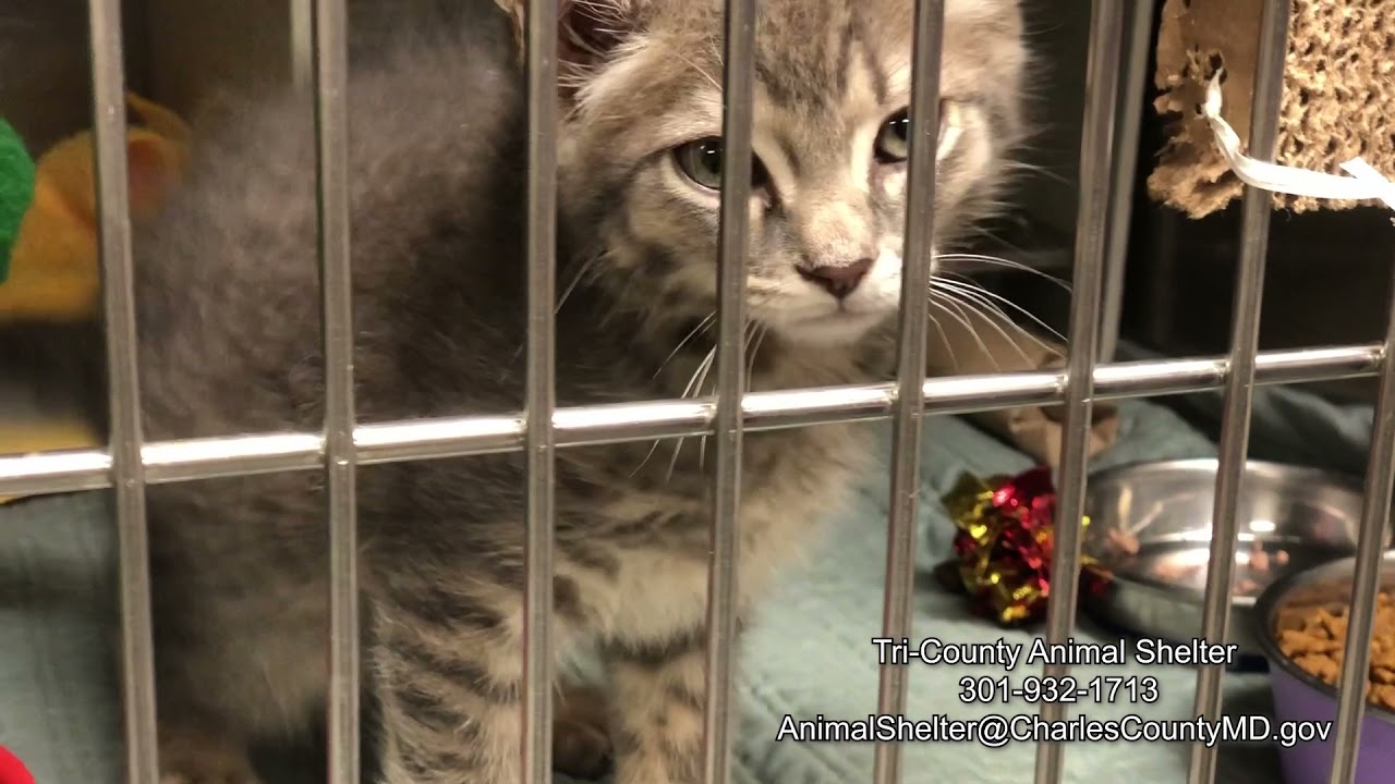 Animal Care Center | Charles County, MD
