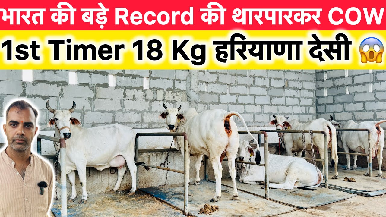 शुद्ध थारपारकर व बड़े रिकॉर्ड वाली हरियाणा देसी Cow || 18 Kg 1st Timer || TOP सफेद सुंदर बछिया ||