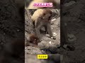 【感動】いじめられるパンチくんを救った小さな勇者。赤ちゃん猿の勇気に涙… ✨🐵