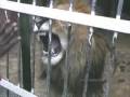 Ethiopia abyssinian lions