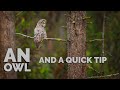 Nature Photographers, Stop Doing This - And A Great Time With a Great Gray Owl