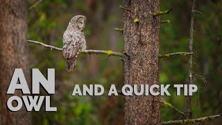Nature Photographers, Stop Doing This  And A Great Time With a Great Gray Owl