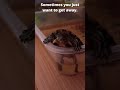 The Talking Turtle Trying To Escape - Funny Pets!