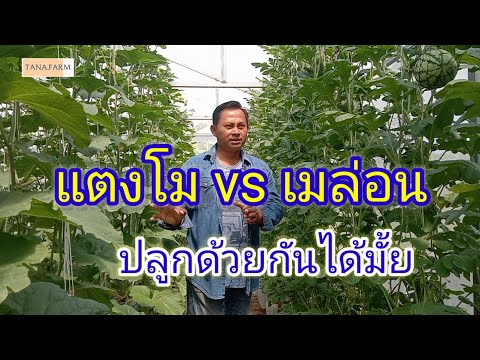 วีดีโอ: แตงโมสำหรับโซน 5: การปลูกแตงโมในสวนโซน 5