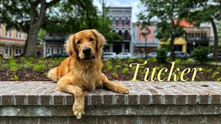 1.5yo Golden Retriever(Tucker) | 2 Week Board and Train | Best Dog Trainers in Alabama