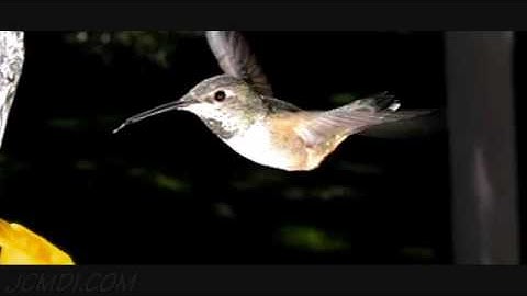 Slow Motion Hummingbirds 6: Assorted Casio EX-F1 shots 300-600fps upscaled V06994