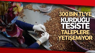 Ordulu Girişimci Fındık Kavurma, Kırma, ve Vakumlama Tesisi Kurdu, Taleplere Yetişemiyor