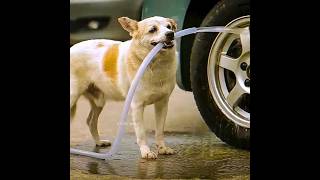Boy Feeds Stray Dog Once, Gets Unexpected Guardian #dogs #heartwarming