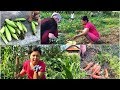 Harvesting our organic vegetables at the farm | Berba našeg organskog povrća | Corn, carrots, plums