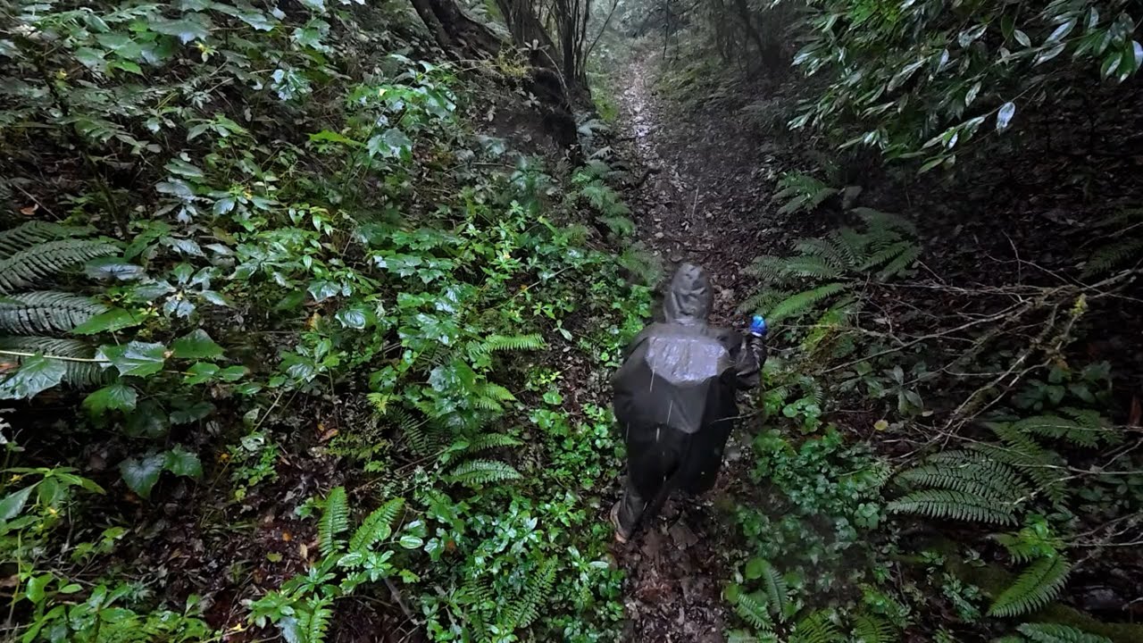 穿越雨雾丛林，探钓荒野山塘