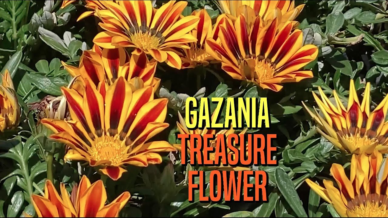 Gazania, Treasure Flower
