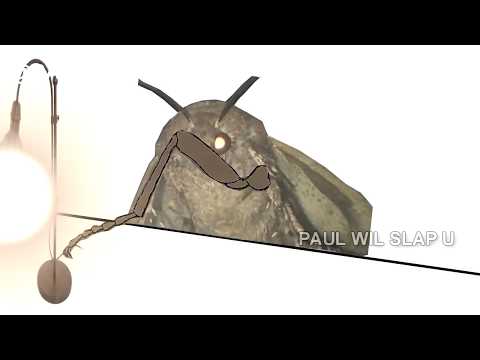 moth-lamp-(meme-compilation)-i-love-lamp