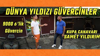 1 Metreyle Birinciliği Kaçıran Güvercin! | Kupa Canavarı Samet Yıldırım Kümes Ziyareti | Ala Türkiye