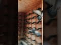 Racing Pigeons Training. In the Loft.