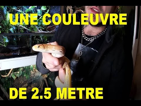 MANIPULATION  D'UNE COULEUVRE ASIATIQUE DE 2.5M !!!