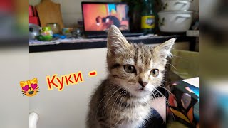 Котенок Чупик Смотрит Сливки Шоу 😻