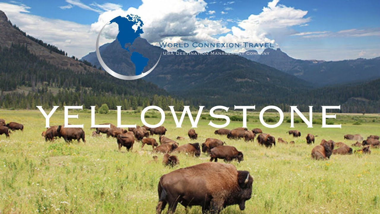 Highlights on Yellowstone YouTube
