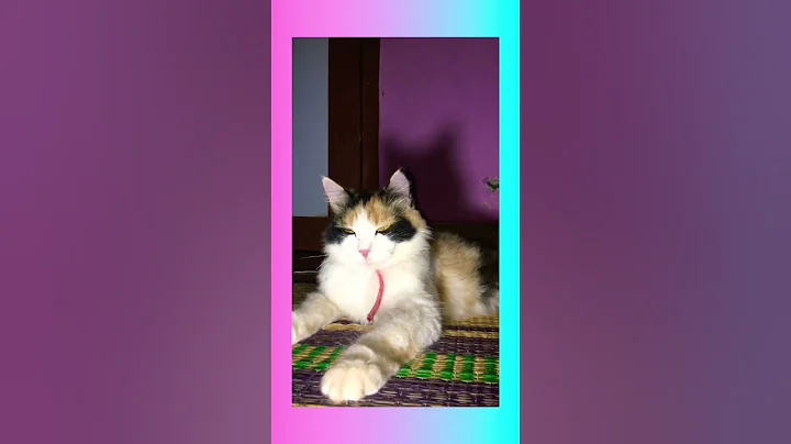 Watch the video about Cutie🥰cat😻#Funny😁#video #Cat love💕 #whatsapp_status😻😁#shrots #subscribe 👍
