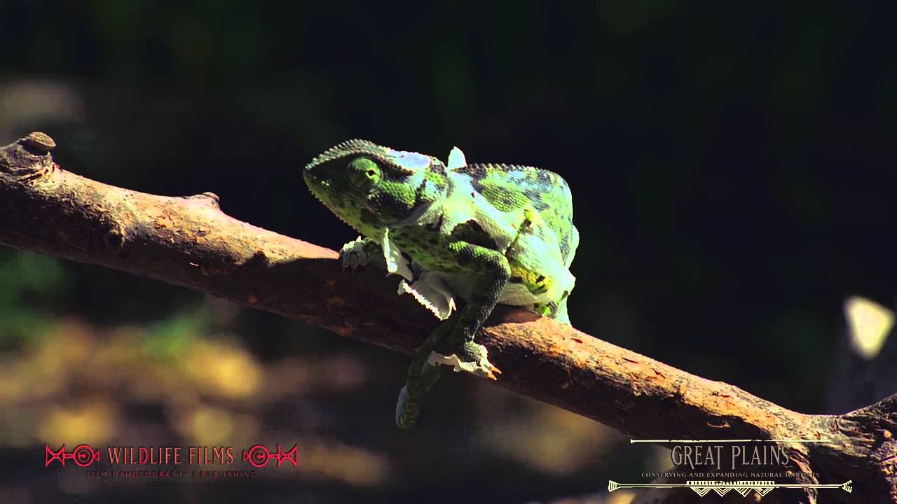 Image result for Chameleon shedding its skin at Selinda Reserve - YouTube