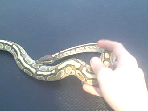 Lesser Platinum Ball Python In The Sun!