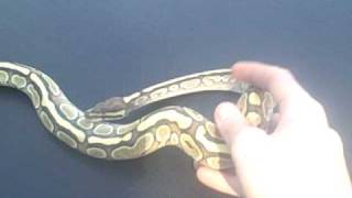 Lesser Platinum Ball Python In The Sun!