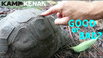 Should I worry about Tortoise Pyramiding?