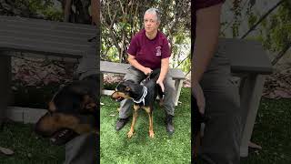 NEW A5717974 Andy | Doberman Pinscher Mix
