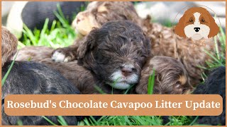 Rosebud's Chocolate Cavapoo Litter Update