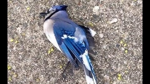 【文山十講】微分計算冠軍篇 45分58秒詳細精講，恩睿與韋廷用小刀單挑微積分，教授看完直呼夯爆了！｜複變數函數的致命陷阱：你真的會用拉格朗日函數嗎？