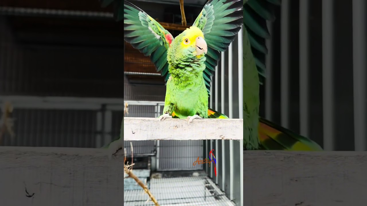 Morning vibes with Double yellow headed Amazon.