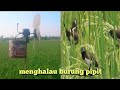 Menghalau burung pemakan biji padi