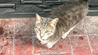 Kitty's Happy Day 🐈 Watch What Happens When This Hungry Cat Gets Food for the First Time! 🍲🐈 screenshot 5