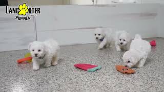 Precious Bichon Frise Puppies