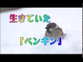 Ep20 ひょっこり現れた・生きていたスズメの「ペンギン」