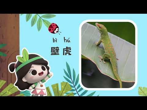 自然知识丨壁虎为何断尾求生? | 动物科普 | learn about animals videos [ENG CC]