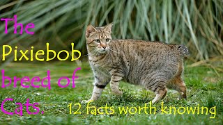 The Pixiebob breed of Cats. 12 Facts worth knowing by My Pet Checkup 238 views 1 year ago 11 minutes, 37 seconds