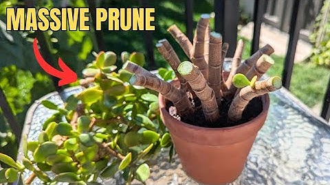 cutting all the jade branches off for this reason