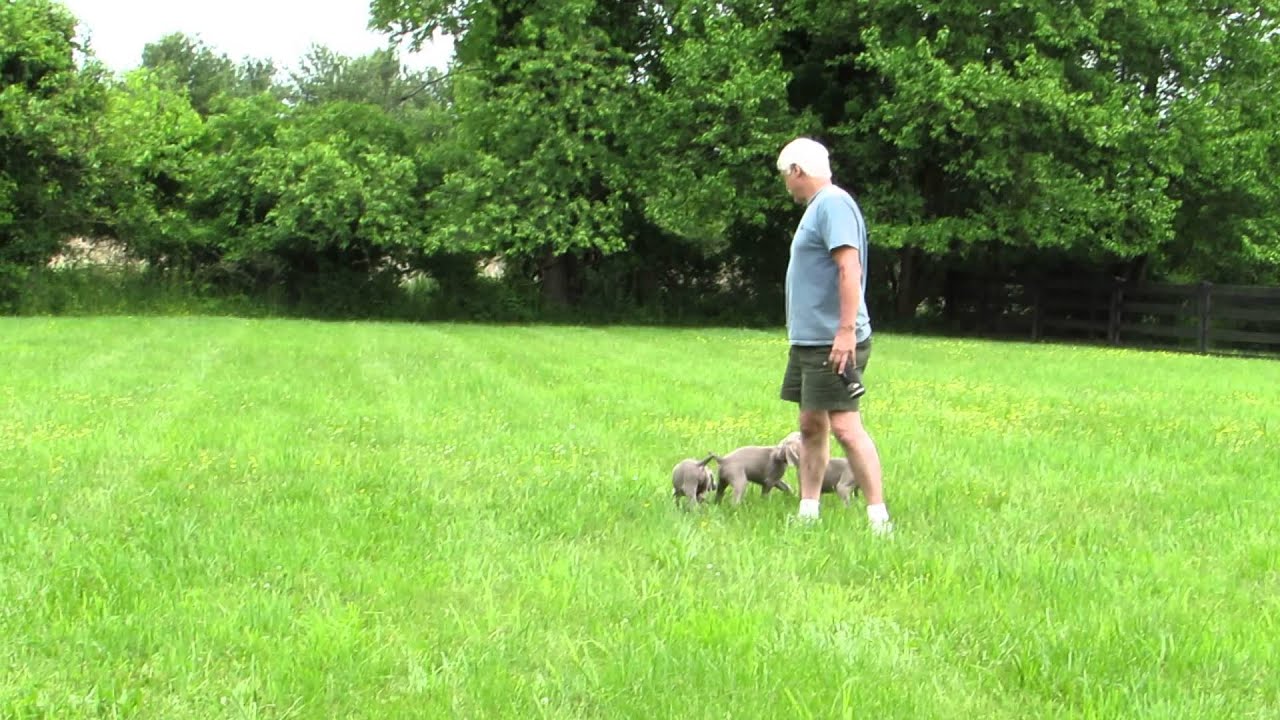 Running around the yard 05272013 YouTube