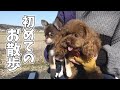 チワワの子犬 トイプードルの姉と一緒に『お散歩デビュー』初散歩に選んだ場所は・・大自然